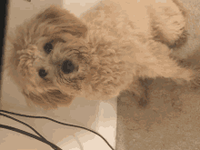 a small brown and white dog laying on the floor looking up at the camera