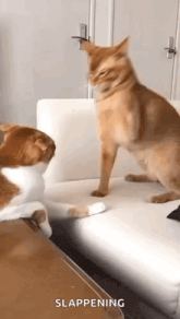 two cats are playing on a couch and one of them is slapping the other .