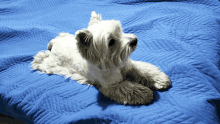 a small white dog laying on top of a blue blanket