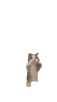 a cat is standing on its hind legs with its arms outstretched on a white background