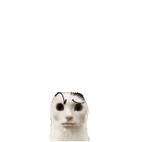 a white cat with a black arrow pointing to its face