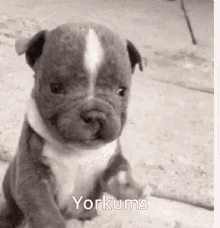 a black and white photo of a puppy sitting on the ground with the words `` yorkums '' written above it .