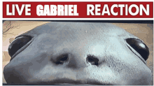 a poster that says live gabriel reaction with a picture of a horse 's nose