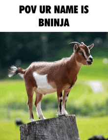 a brown and white goat standing on top of a tree stump with a caption that says pov ur name is bninja