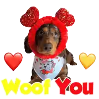 a dachshund wearing a red hat and a bandana with the words woof you below it