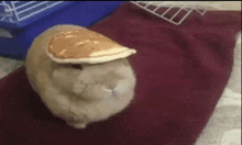 a rabbit with a pancake on its head is laying on a blanket .