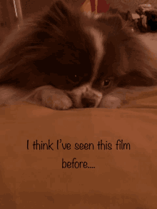 a small brown and white dog laying on a bed with the words i think i 've seen this film before below it