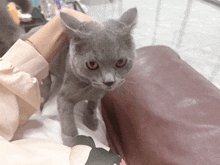 a gray cat with orange eyes is being held by a woman