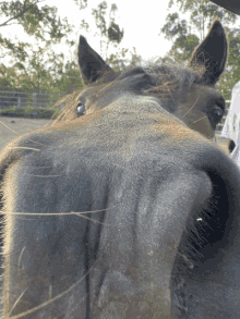 a close up of a horse 's nose with a person in the background