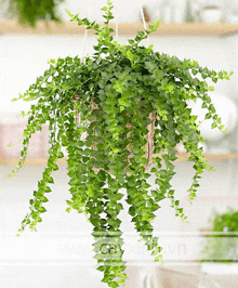 a plant hanging from a rope with the website www.cayxinh.vn