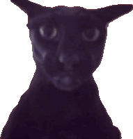 a black cat with a white background looks at the camera