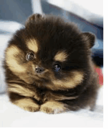 a small brown and black puppy is laying down on a white surface .