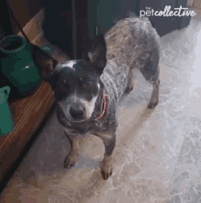 a dog is standing on a tiled floor in front of a green watering can and a sign that says the pet collective