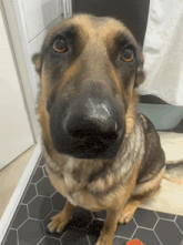 a close up of a german shepherd 's nose on a tiled floor