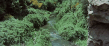 a river runs through a lush green forest surrounded by trees