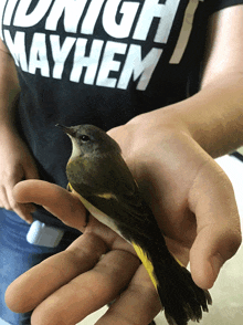 a person is holding a small bird in their hand while wearing a shirt that says tonight mayhem