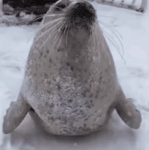 a seal laying on its back in the snow looking up at the camera