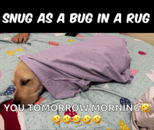 a dog is wrapped in a purple blanket and says snug as a bug in a rug you tomorrow morning