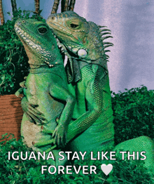 a couple of green lizards hugging each other with the caption iguana stay like this forever