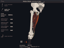 a computer screen shows a skeleton and muscles and says motion mode