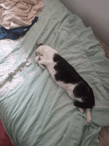 a black and white cat is sleeping on a bed