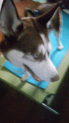 a close up of a husky dog 's face with a blurry background