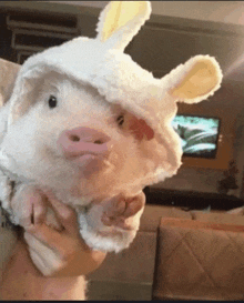 a person is holding a small pig wearing a bunny costume