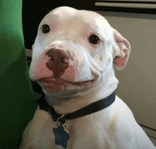 a white dog wearing a black collar and a blue tag that says ' chris '