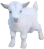 a small white goat is standing on its hind legs