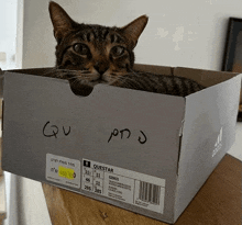 a cat is laying in a shoe box that says questar on it