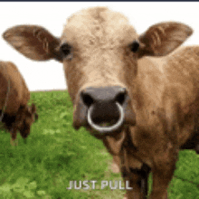 a cow with a ring in its nose is standing in a grassy field