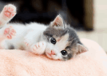 a kitten is laying on its back on a pink blanket