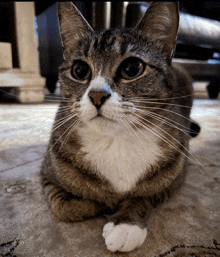 a close up of a cat laying down on the floor