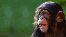 a baby chimpanzee with its mouth open is looking at the camera with a green background .