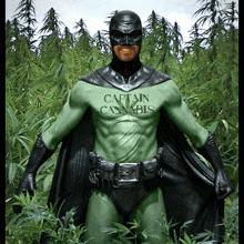 a man in a captain cannabis costume is standing in a field of marijuana