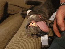 a dog with its tongue out is laying on a couch