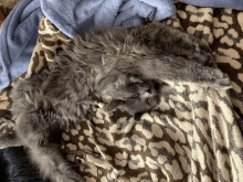 a cat laying on a leopard print blanket with a blue blanket in the background