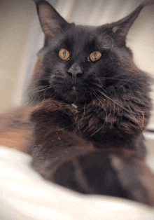 a close up of a black cat with yellow eyes looking at the camera