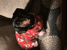 a dachshund wearing a red pajama top with a reindeer on it