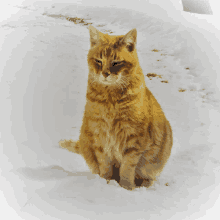 a cat sitting in the snow looking at the camera