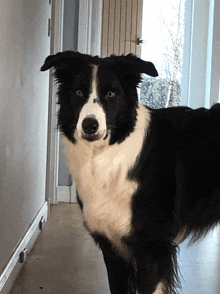 a black and white dog is standing in a hallway and looking at the camera