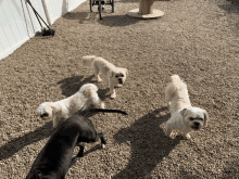 a group of small dogs are standing on gravel in a yard