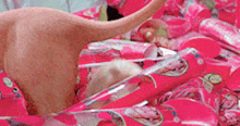 a dog is playing with a pile of pink barbie candy