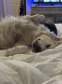 a dog laying on its back on a bed with a tv in the background