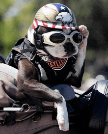 a dog wearing a helmet and goggles has a harley davidson motorcycle shirt on