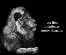 a black and white photo of a lion with the words " the lion distributes music illegally " below it