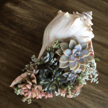 a sea shell filled with succulents on a table