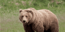 a brown bear standing in a grassy field