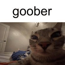 a picture of a cat with the word goober on top