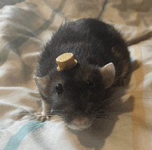 a black rat wearing a small hat on its head